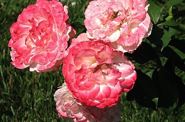 Roze,roze komu roze? #roze