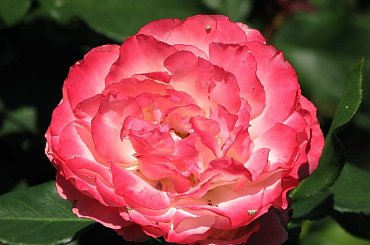 Roze,roze komu roze? #roze