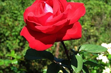 Roze,roze komu roze? #roze