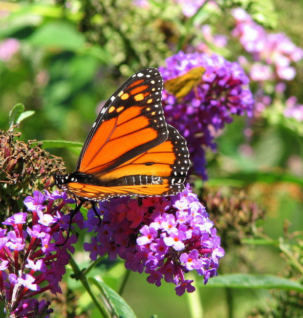 Wedrujacy monarcha - Danaus plexippus #motyle