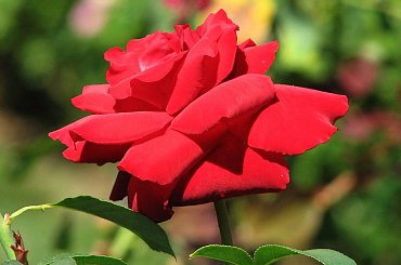 Roze,roze komu roze? #roze