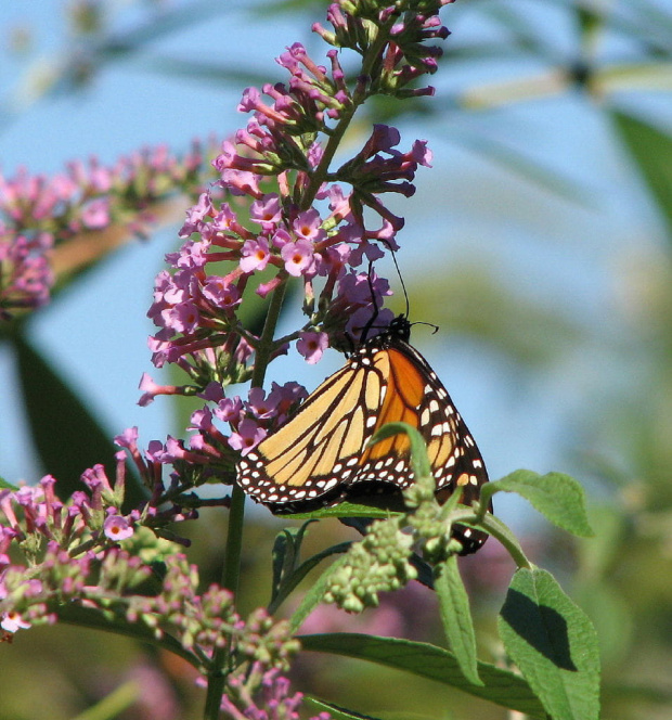 Wedrujacy monarcha - Danaus plexippus #motyle