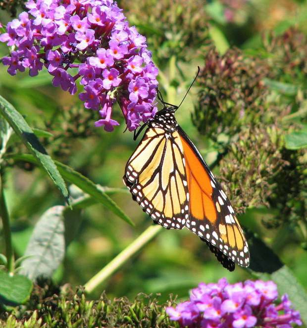 Wedrujacy monarcha - Danaus plexippus #motyle