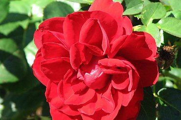 Roze,roze komu roze? #roze