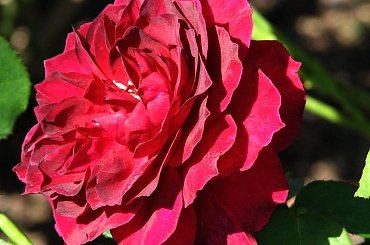 Roze,roze komu roze? #roze