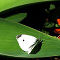 Bielinek kapustnik - Pieris brassicae #motyle