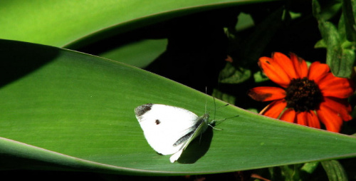 Bielinek kapustnik - Pieris brassicae #motyle