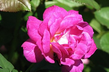 Roze,roze komu roze? #roze