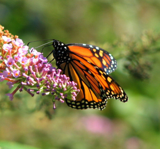 Wedrujacy monarcha - Danaus plexippus #motyle