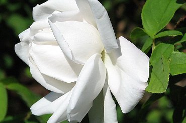 Roze,roze komu roze? #roze