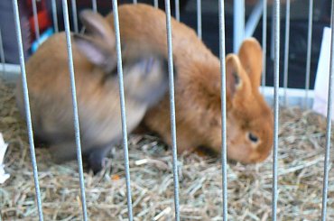 #gołąb #gołębie #wystawa