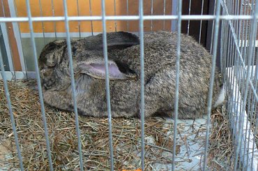 #gołąb #gołębie #wystawa