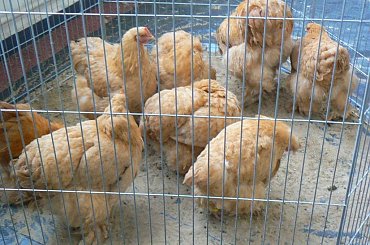 #gołąb #gołębie #wystawa