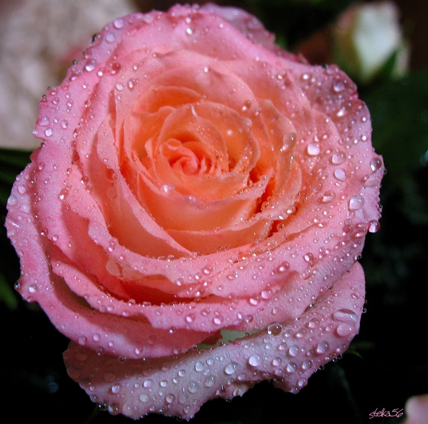 dla: ROMECZKI - ROMCI166 - na urodziny z najlepszymi życzeniami !!! #kwiaty #róże #życzenia