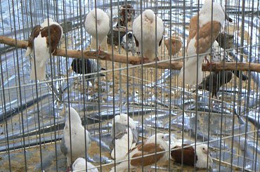 #gołąb #gołębie #wystawa