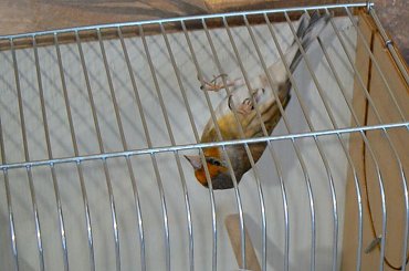 #gołąb #gołębie #wystawa