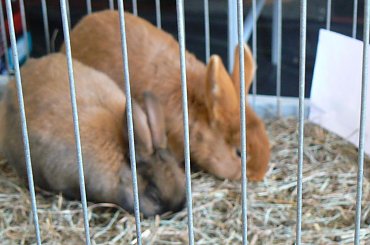 #gołąb #gołębie #wystawa