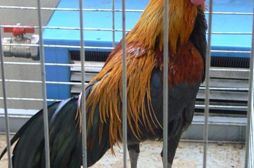 #gołąb #gołębie #wystawa