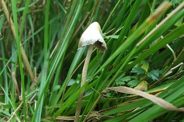 Łysiczka lancetowata (psilocybe semilanceata) #psilocybe #łysiczka
