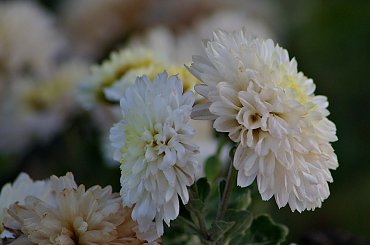 #kwiaty #chryzantemy
