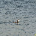 dzisiaj w Kunicach :) Na jeziorze dzisiaj było mnóstwo ptaków, niestety jak wracałam i miałam więcej czasu to już na drugiej stronie pływały