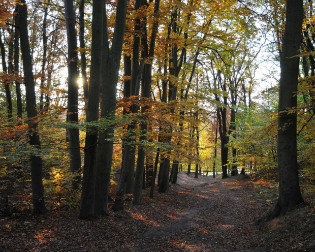 Kolorowa jesień