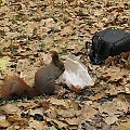 w parku zachodnim wiewióreczki w dwóch kolorkach występują i same się do ręki pchają :)