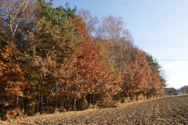 Jesień 2009, autumn 2009 #jesień #autumn #xnifar #rafinski