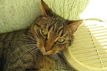 #Snejki #Czupurki #Koty