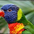 ... #ptaki #papugi #papuga