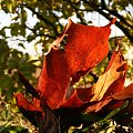 ostatni liść.. #ostatnie #liśc #rudości #jesień #swiatło