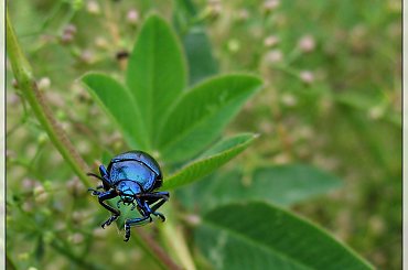 to jeszcze z letniej kanikuły #chrząszcz #zwierzęta #natura