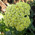 Achillea 'Taygetea'