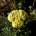 Achillea 'Taygetea'