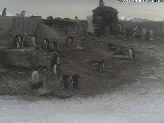 Pingwiny Adeli na Antarktydzie