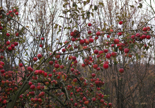 owocowa jesień ... :)) #owoce #jabłka #jesień #ogród