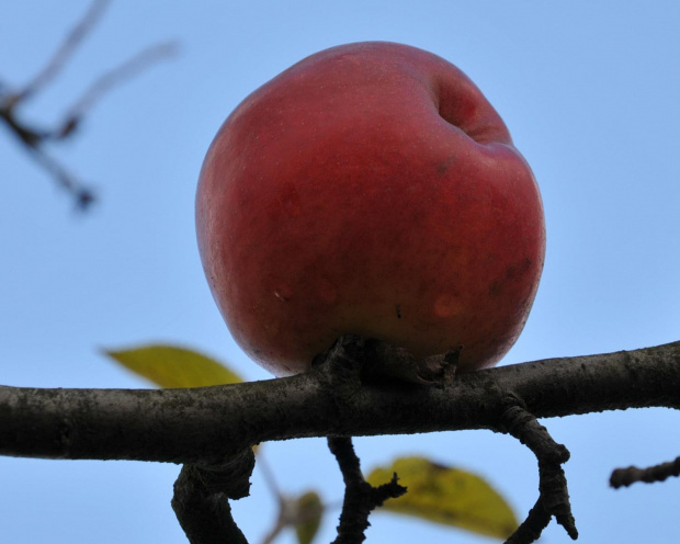 Ostatnie jesienne jabłka