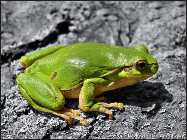 Zielono mi ... :) #natura #zwierzęta #żaby #żabka #płazy #makro