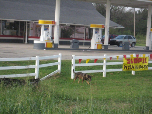 DOGGIE