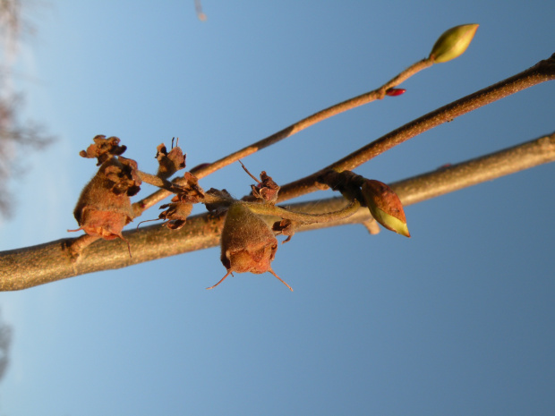 Corylopsis spicata