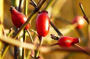 Owoc dzikiej róży nad Wartą w Luboniu, bogate źródło witaminy C. #DzikaRóża