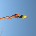 Corylopsis spicata