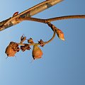 Corylopsis spicata