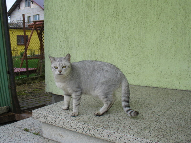 Kotka z wizytą (21.11.2009) #Sreberko #Koty