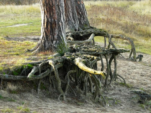 Podmyte korzenie sosny w okolicy domów wczasowych.. #drzewa #sosana