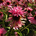 Echinacea purpurea 'Doppelganger'