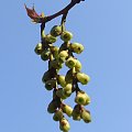 Stachyurus praecox