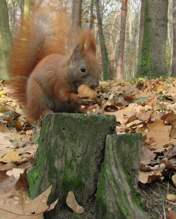 ten pieniek miał szczególne powodzenie :)
http://www.fotosik.pl/video/502756e7650649e0.html