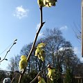 Corylopsis spicata