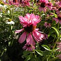 Echinacea purpurea 'Doppelganger'